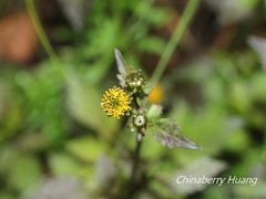 Bidens pilosa pilosa