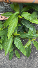 Paederia foetida