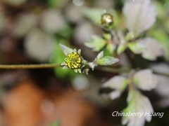Bidens pilosa pilosa