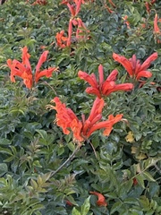 Tecomaria capensis