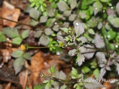 Bidens pilosa pilosa