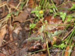 Bidens pilosa pilosa