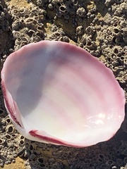 Semele decisa