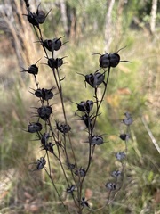 Haemodorum austroqueenslandicum