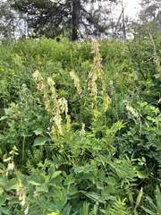 Hedysarum sulphurescens