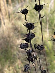 Haemodorum austroqueenslandicum