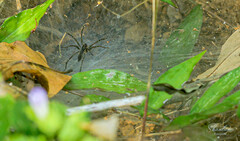 Araneae