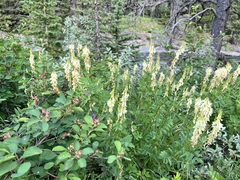 Hedysarum sulphurescens