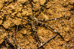Araneae
