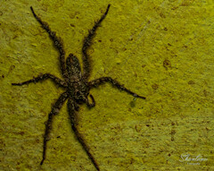 Pandercetes gracilis