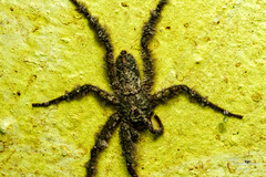 Pandercetes gracilis