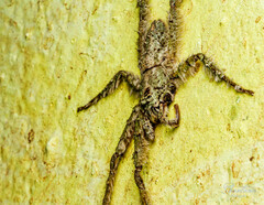 Pandercetes gracilis