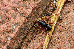 Oedignatha