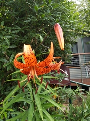 Lilium lancifolium