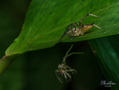 Araneae