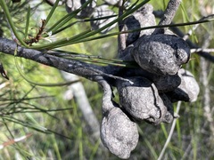 Hakea actites