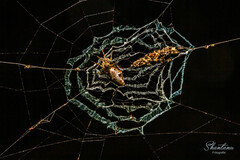 Araneae