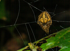 Araneae