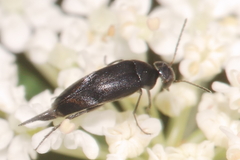 Stenomordellaria neglecta