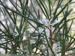 Hakea actites