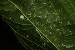 Araneae