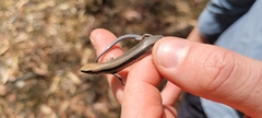 Lampropholis guichenoti