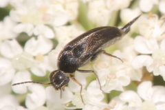 Stenomordellaria neglecta