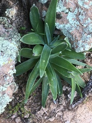 Dudleya saxosa