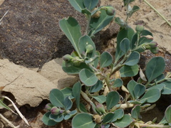 Corbichonia decumbens