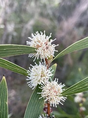 Hakea benthamii