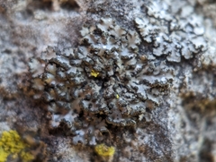 Phaeophyscia