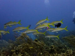 Mulloidichthys martinicus