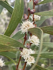 Hakea benthamii