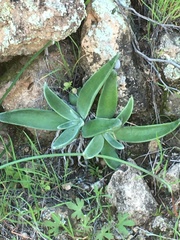 Dudleya saxosa