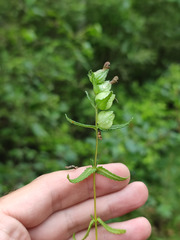 Rhinanthus minor