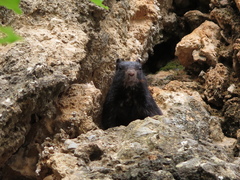 Otospermophilus variegatus couchii