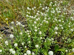 Calocephalus lacteus