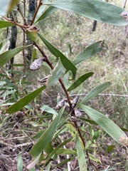 Hakea florulenta