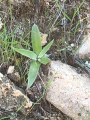 Dudleya saxosa