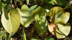 Arisarum