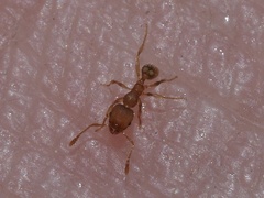 Pheidole flavens