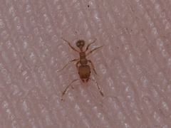 Pheidole flavens