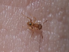 Pheidole flavens