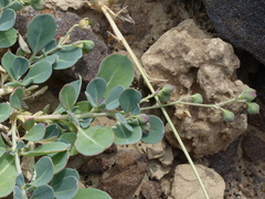 Corbichonia decumbens