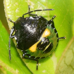 Glaucias amyoti