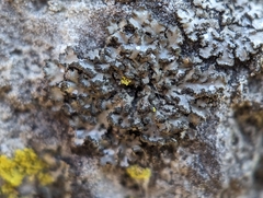 Phaeophyscia