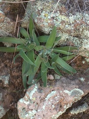 Dudleya saxosa