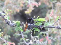 Archilestris magnificus