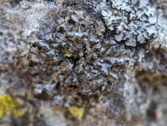 Phaeophyscia
