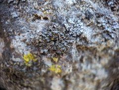Phaeophyscia